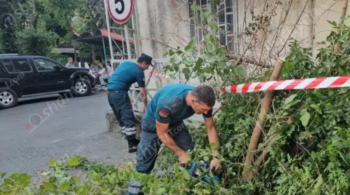 Արտակարգ դեպք Երևանում․ Անդրանիկի փողոցի շենքերից մեկի բակում թթենին արմատից պոկվել և ընկել է գետնին