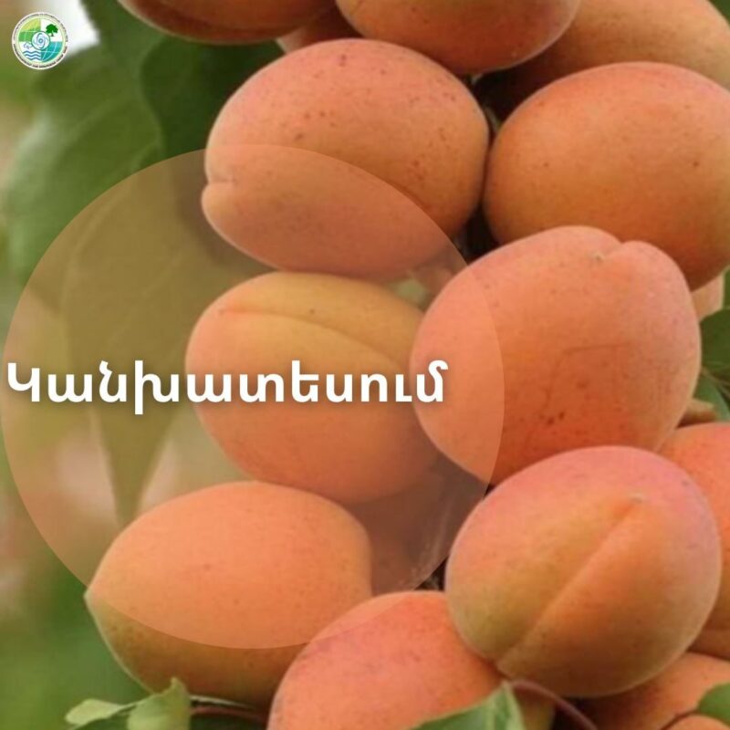 Արարատյան դաշտում 1 հեկտարից սպասվում է 43-45ց. ծիրանի բերքատվության կանխատեսում