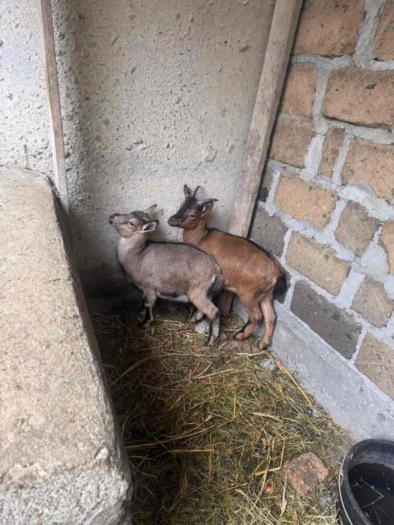 Քաղաքացու տան բակում հայտնաբերվել և առգրավվել է կարմիրգրքյան բեզոարյան այծի 2 առանձնյակ․ ԲԸՏՄ-ն նյութերն ուղարկել Է ՀՀ քննչական կոմիտե