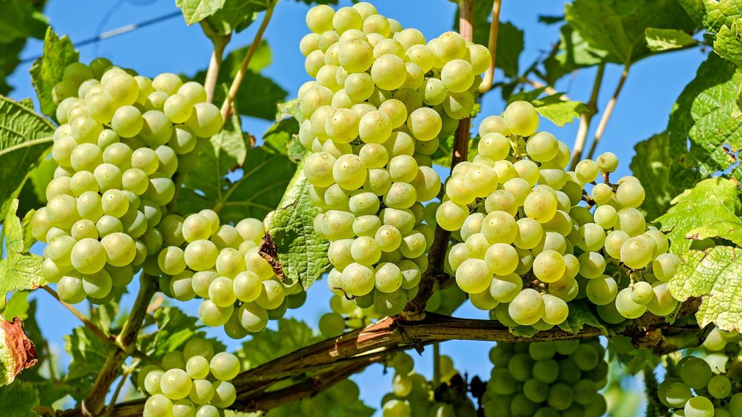 Փոխվարչապետը հանդիպել է խաղող մթերող խոշոր ընկերությունների ներկայացուցիչների հետ