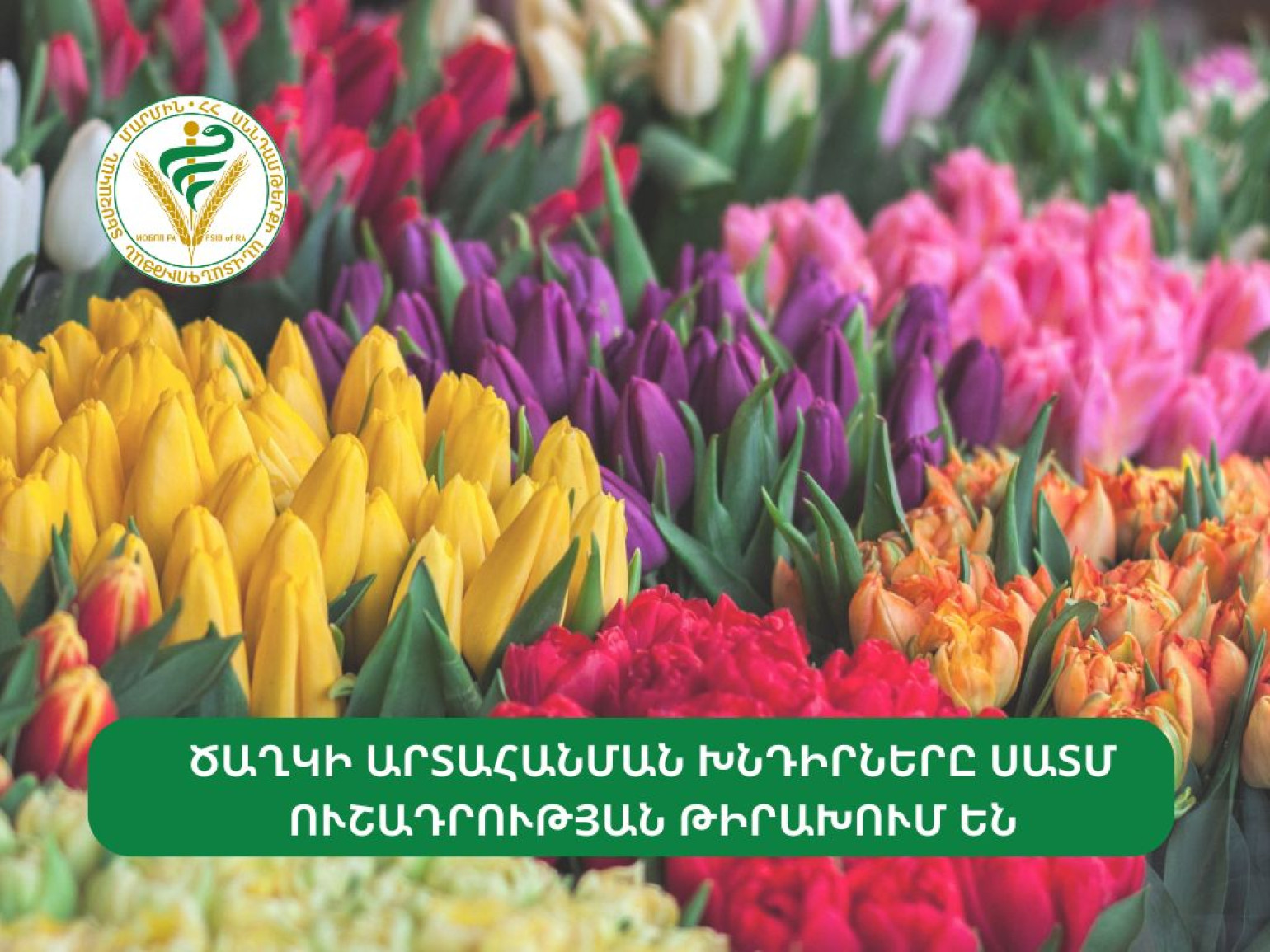 7 կազմակերպության թույլատրվել է արտահանումը. ՍԱՏՄ-ն՝ ՌԴ հայկական ծաղիկների արտահանման մասին