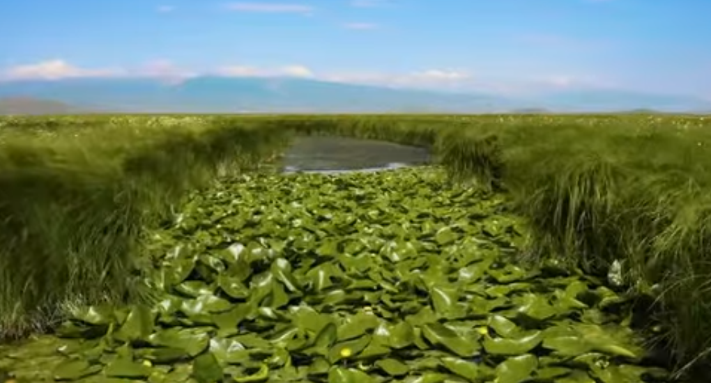 «Արփի լիճ» ազգային պարկում դեղին ջրաշուշանի ծաղկման շրջանն է