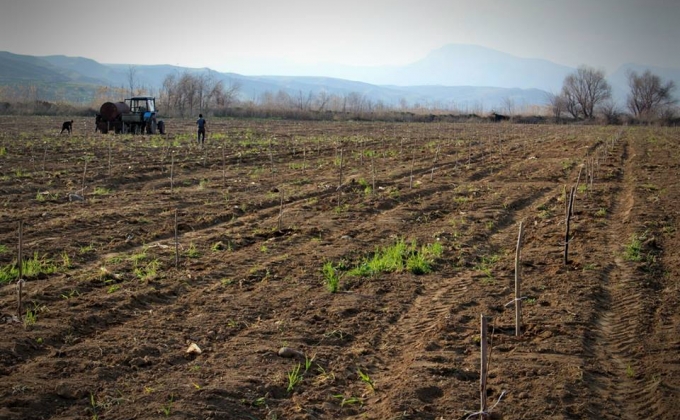 Դիվերսիայից հետո ադրբեջանցիները հենց այգիներում մարդ են տեսնում՝ կրակում են, չեն թողնում աշխատել. Սոս համայնքի ղեկավար