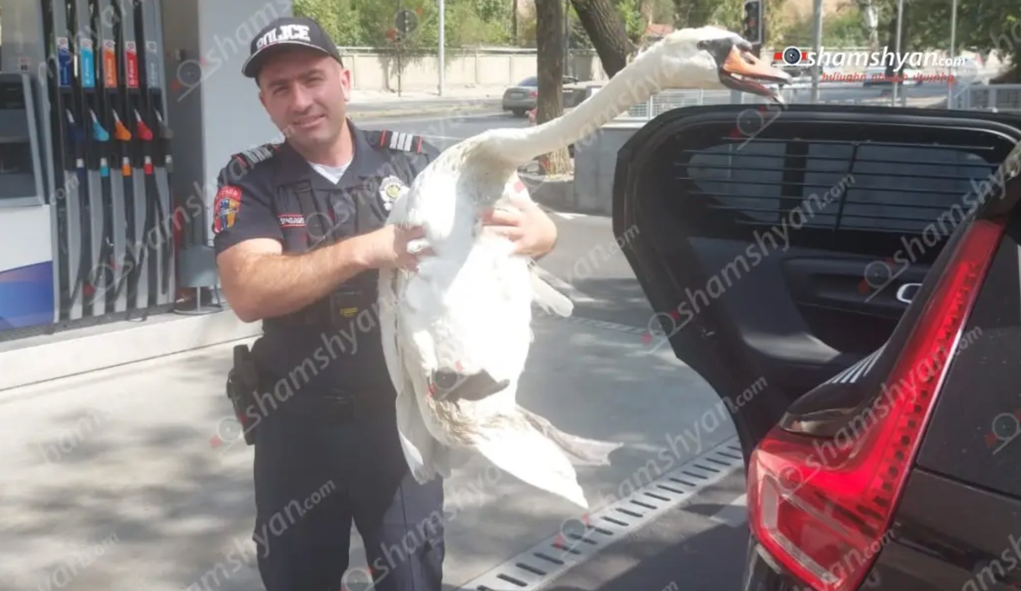 «Թաթա» կարապը փախել էր Երևանի կենդանաբանական այգուց