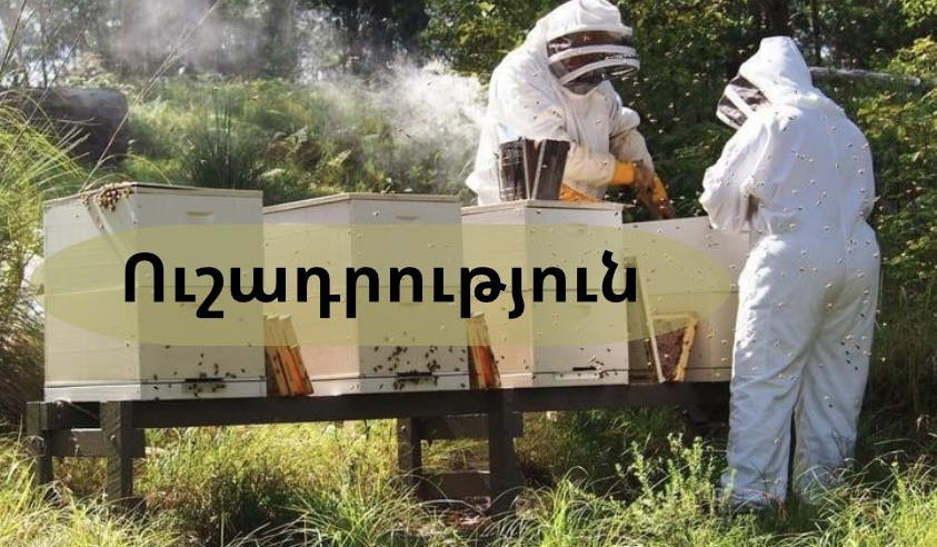 Մեղրիում մեղուներն անհասկանալի վարքագիծ են դրսևորում․ ահազանգ