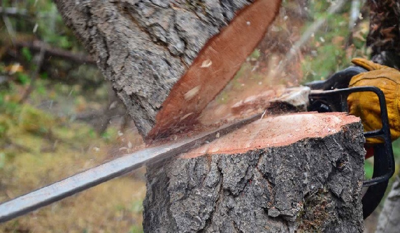 Ապօրինի ծառահատում Լոռու մարզում